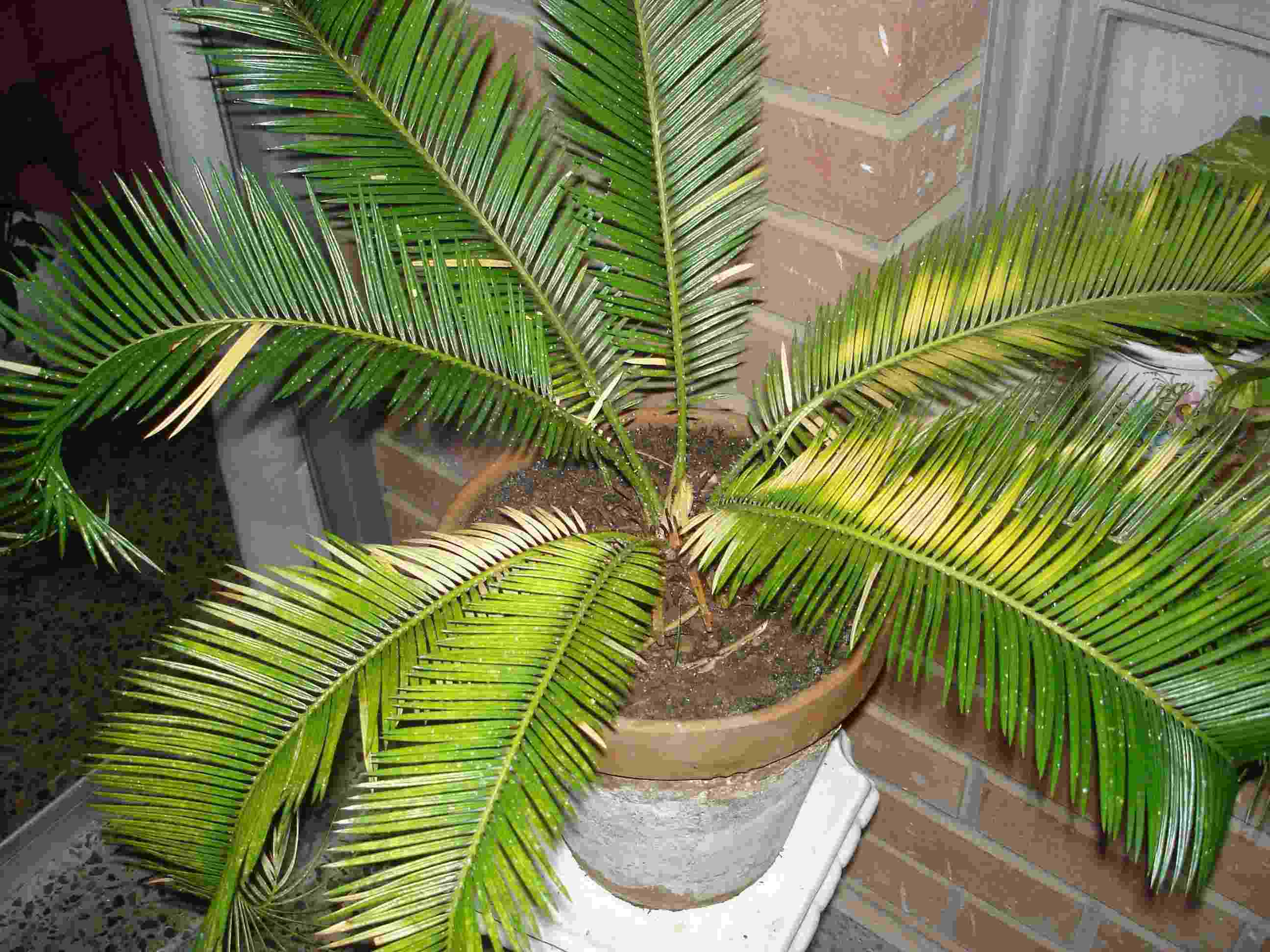 [Foto de planta, jardin, jardineria]