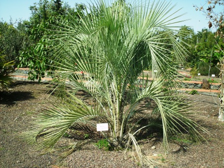 [Foto de planta, jardin, jardineria]