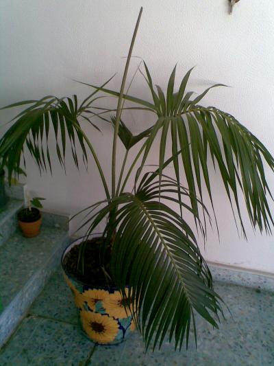 [Foto de planta, jardin, jardineria]