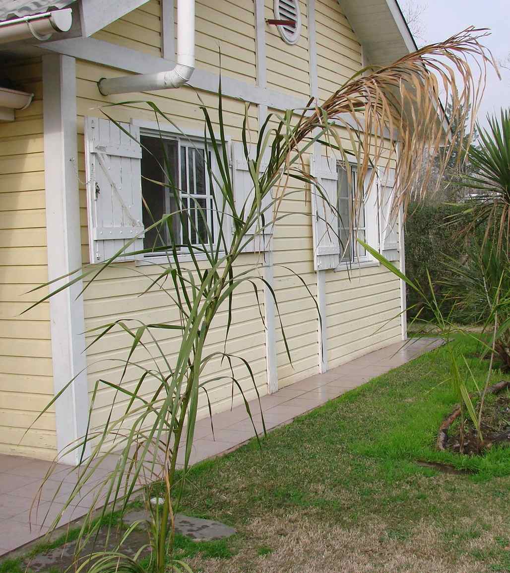 [Foto de planta, jardin, jardineria]