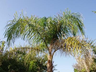 [Foto de planta, jardin, jardineria]