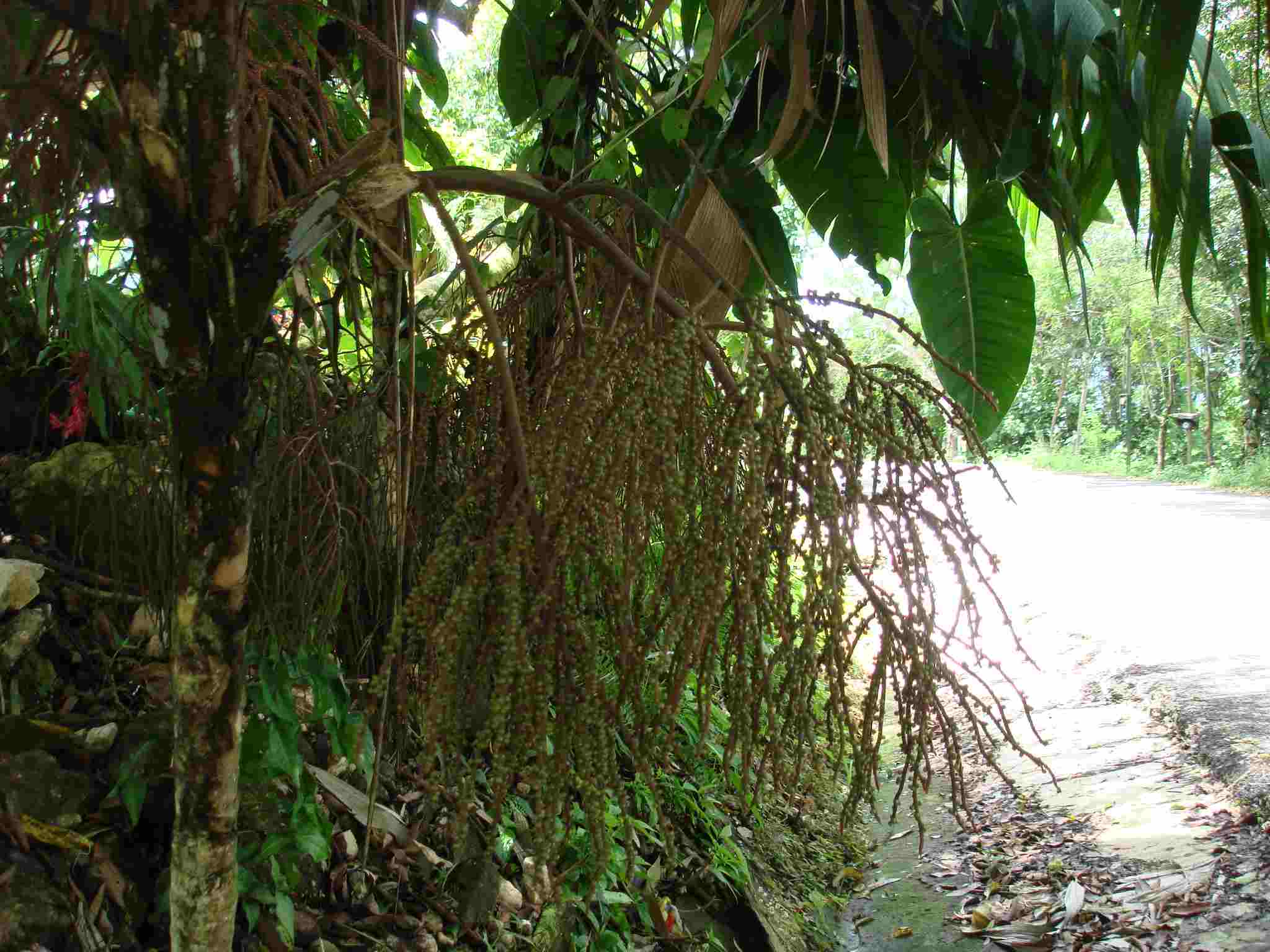 [Foto de planta, jardin, jardineria]