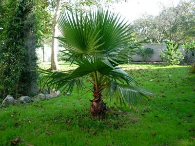 [Foto de planta, jardin, jardineria]