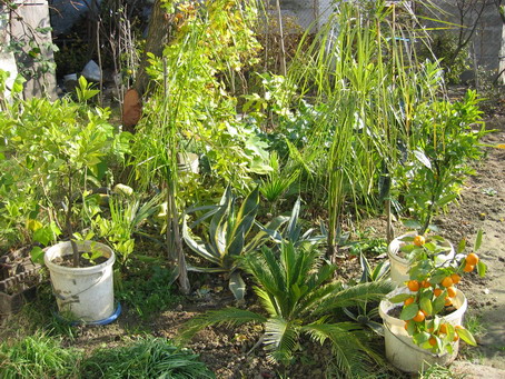 [Foto de planta, jardin, jardineria]