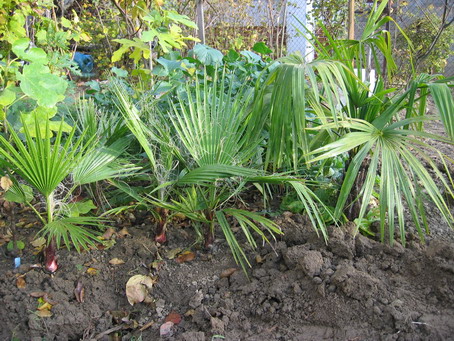 [Foto de planta, jardin, jardineria]