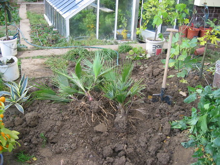 [Foto de planta, jardin, jardineria]
