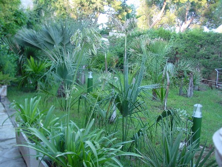 [Foto de planta, jardin, jardineria]