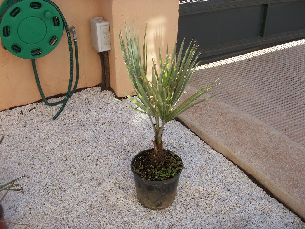 [Foto de planta, jardin, jardineria]