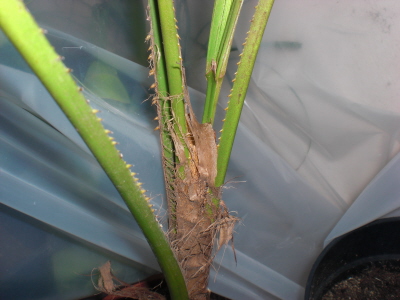 [Foto de planta, jardin, jardineria]