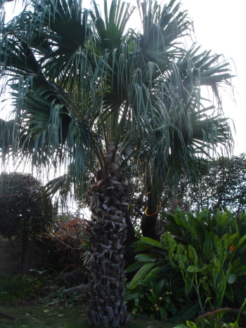 [Foto de planta, jardin, jardineria]