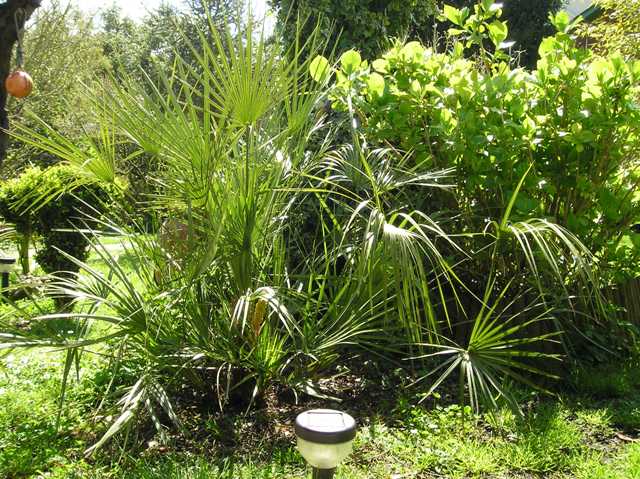 [Foto de planta, jardin, jardineria]