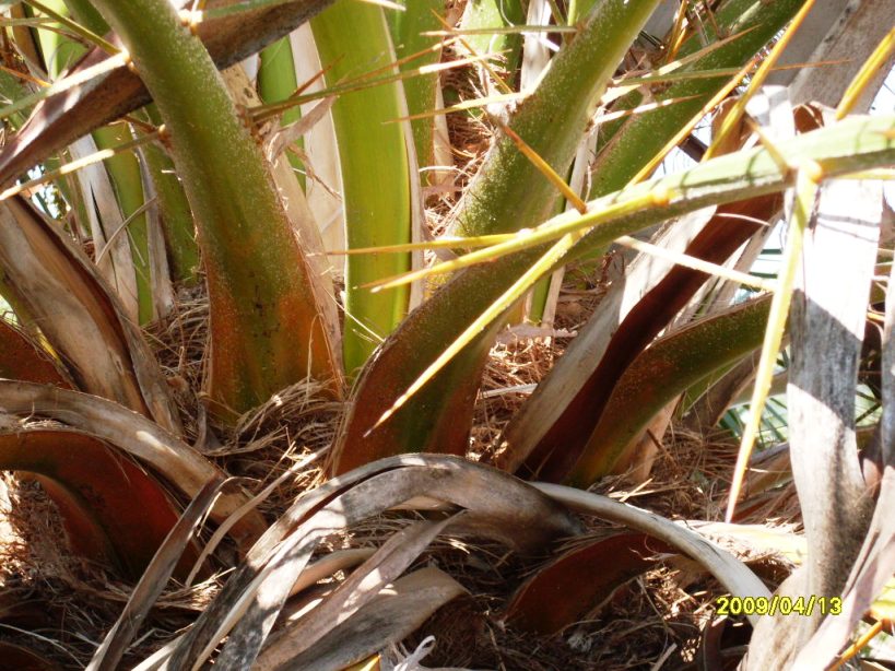 [Foto de planta, jardin, jardineria]