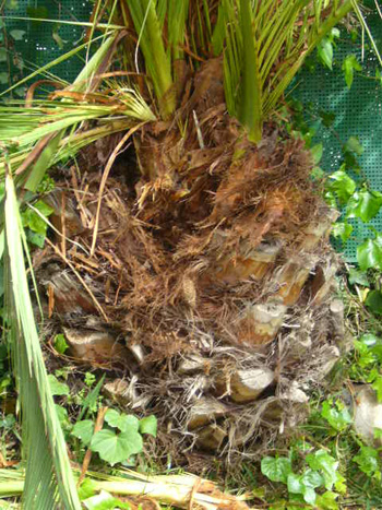 [Foto de planta, jardin, jardineria]
