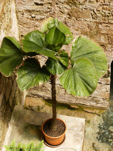 [Foto de planta, jardin, jardineria]
