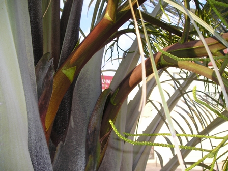 [Foto de planta, jardin, jardineria]