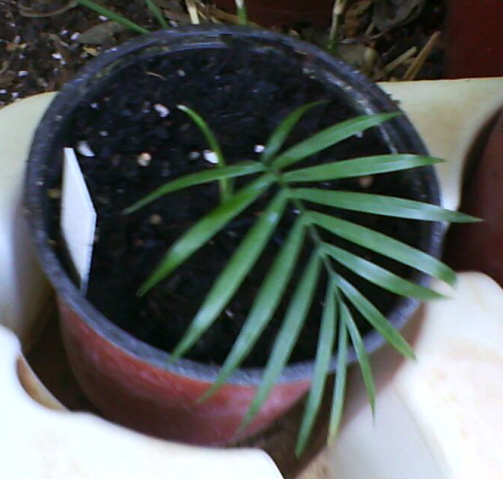 [Foto de planta, jardin, jardineria]