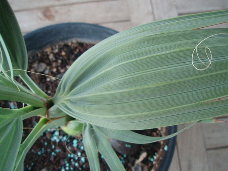 [Foto de planta, jardin, jardineria]