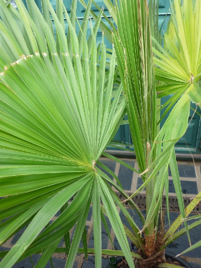 [Foto de planta, jardin, jardineria]
