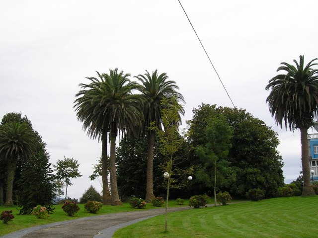 [Foto de planta, jardin, jardineria]