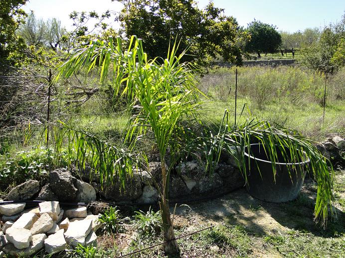 [Foto de planta, jardin, jardineria]