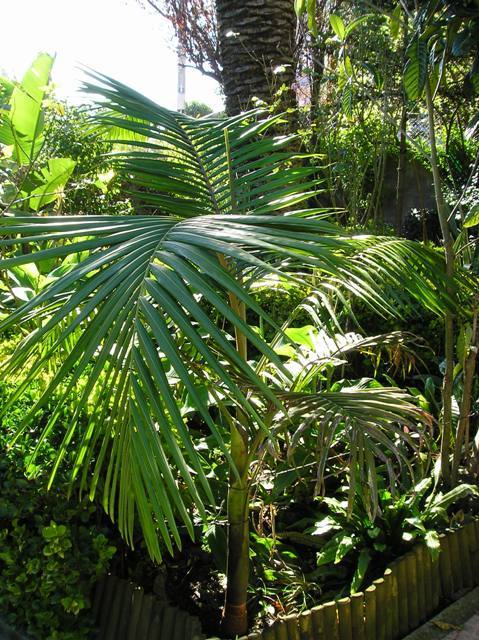 [Foto de planta, jardin, jardineria]