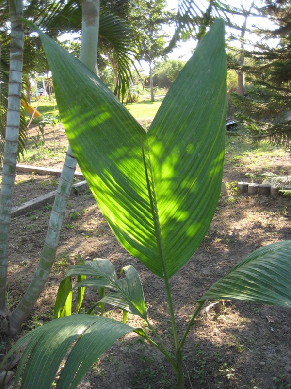 [Foto de planta, jardin, jardineria]