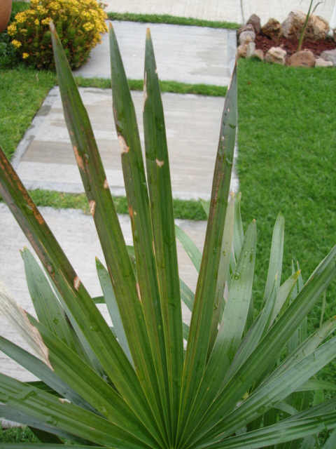 [Foto de planta, jardin, jardineria]