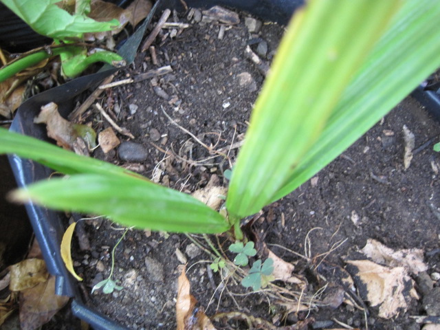 [Foto de planta, jardin, jardineria]