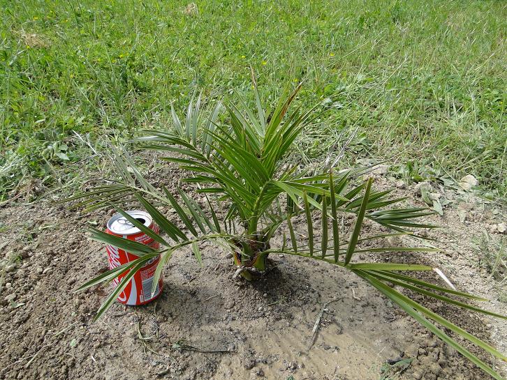 [Foto de planta, jardin, jardineria]