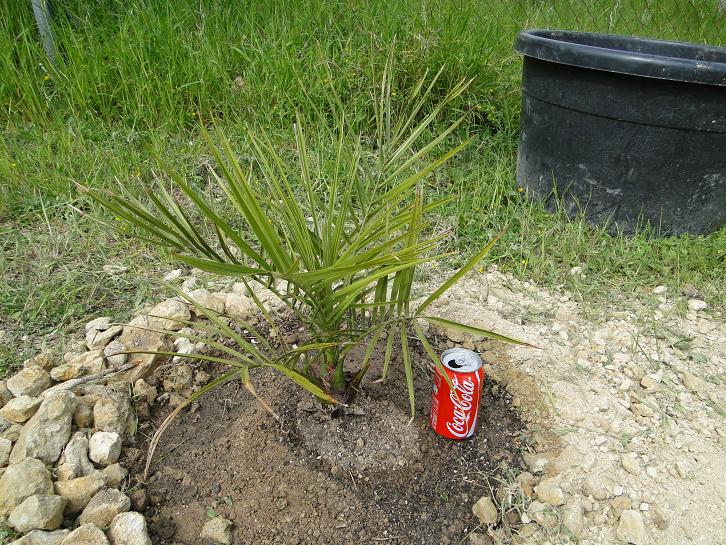 [Foto de planta, jardin, jardineria]