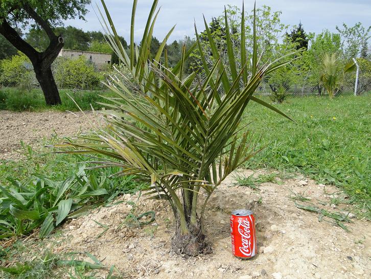 [Foto de planta, jardin, jardineria]