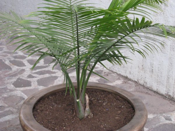 [Foto de planta, jardin, jardineria]