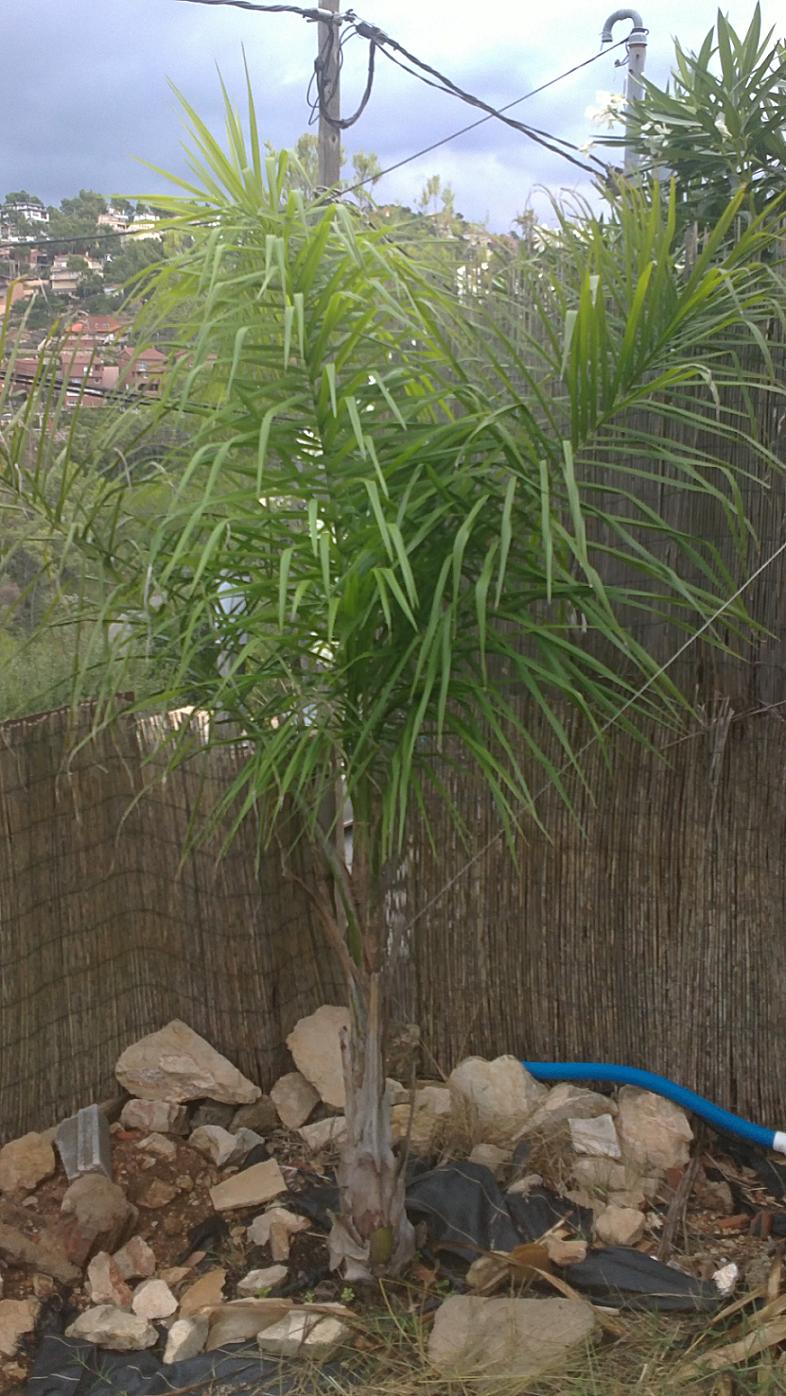 [Foto de planta, jardin, jardineria]