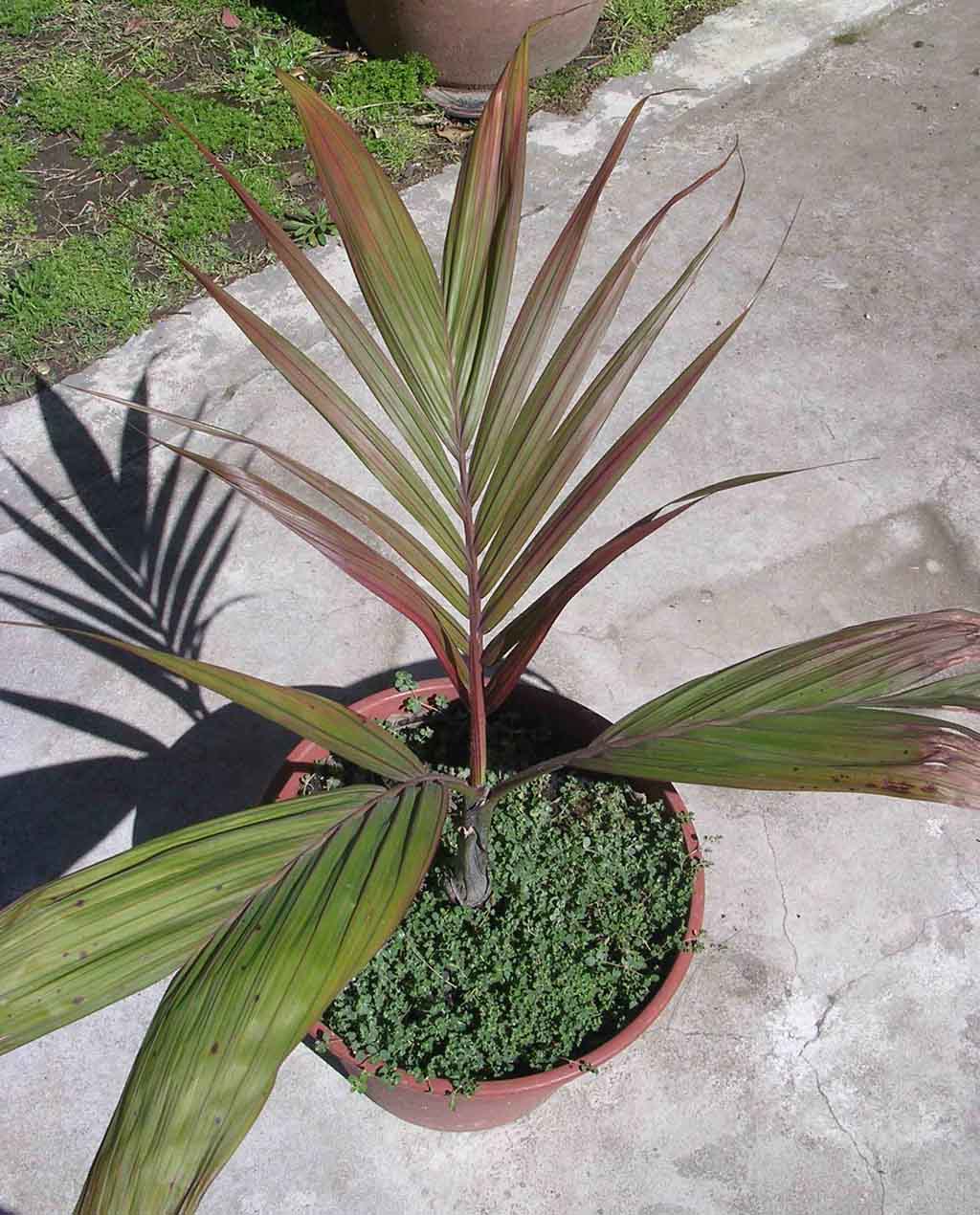 [Foto de planta, jardin, jardineria]