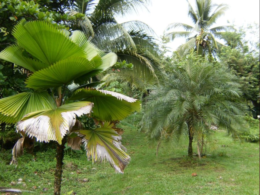 [Foto de planta, jardin, jardineria]