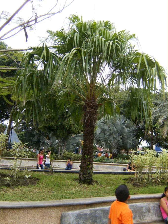 [Foto de planta, jardin, jardineria]