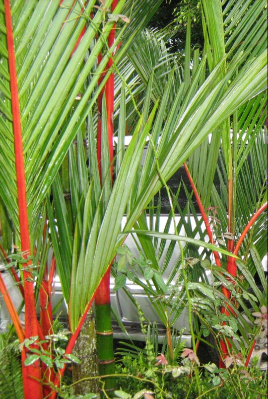 [Foto de planta, jardin, jardineria]