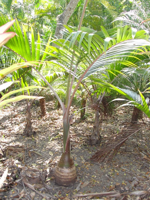 [Foto de planta, jardin, jardineria]