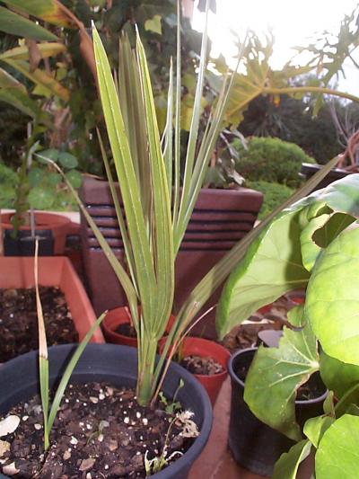 [Foto de planta, jardin, jardineria]