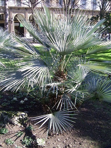 [Foto de planta, jardin, jardineria]