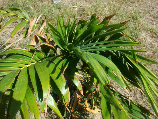 [Foto de planta, jardin, jardineria]