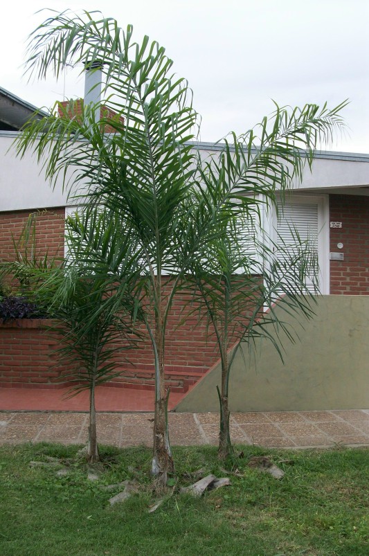 [Foto de planta, jardin, jardineria]