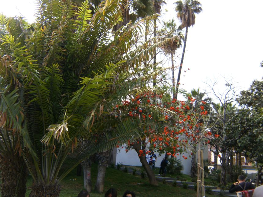 [Foto de planta, jardin, jardineria]