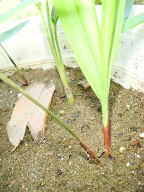 [Foto de planta, jardin, jardineria]