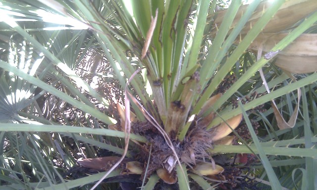 [Foto de planta, jardin, jardineria]