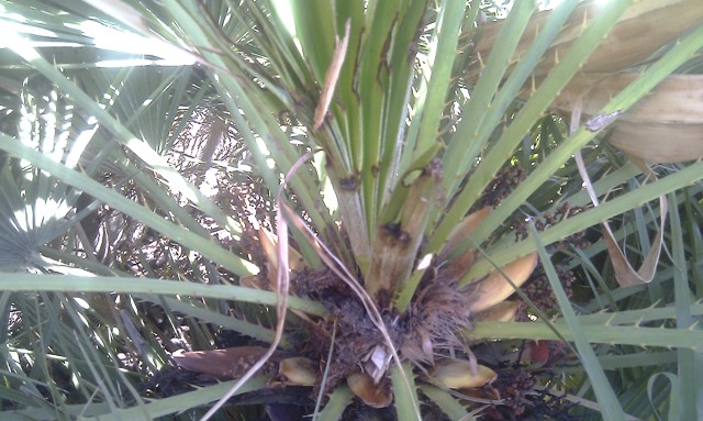 [Foto de planta, jardin, jardineria]