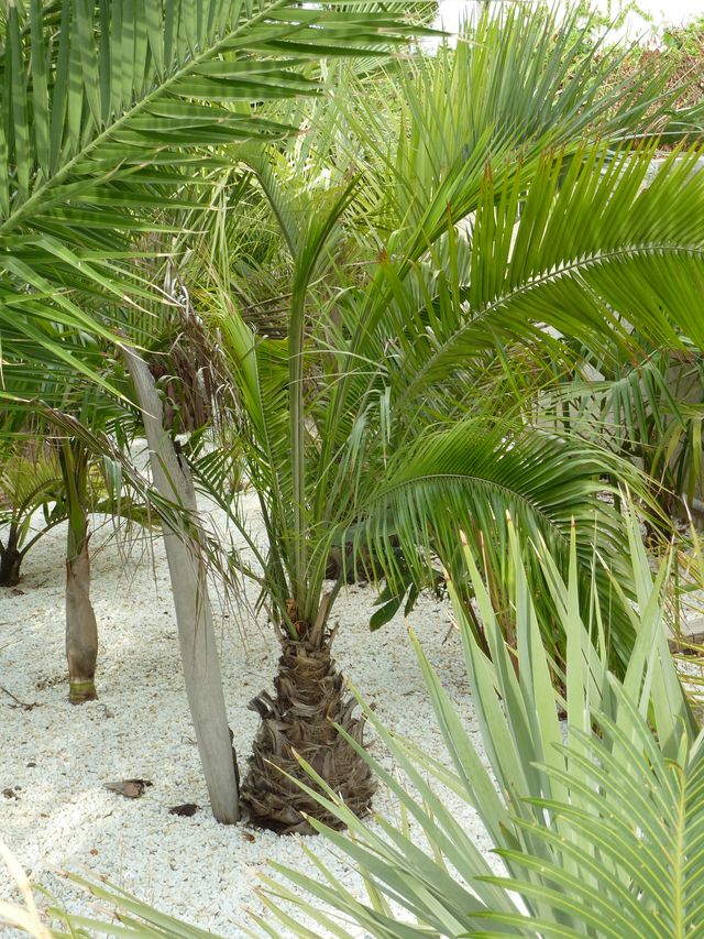 [Foto de planta, jardin, jardineria]