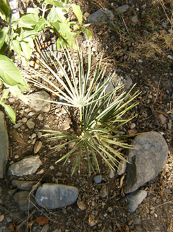 [Foto de planta, jardin, jardineria]