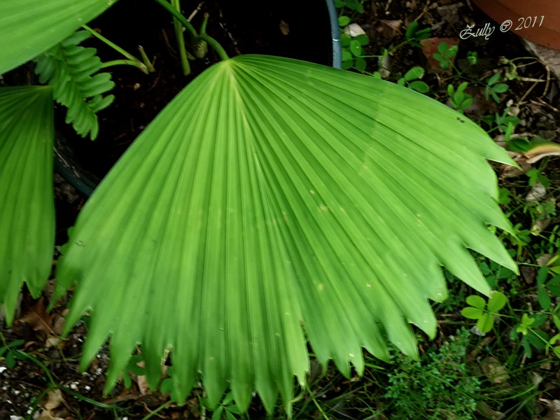 [Foto de planta, jardin, jardineria]