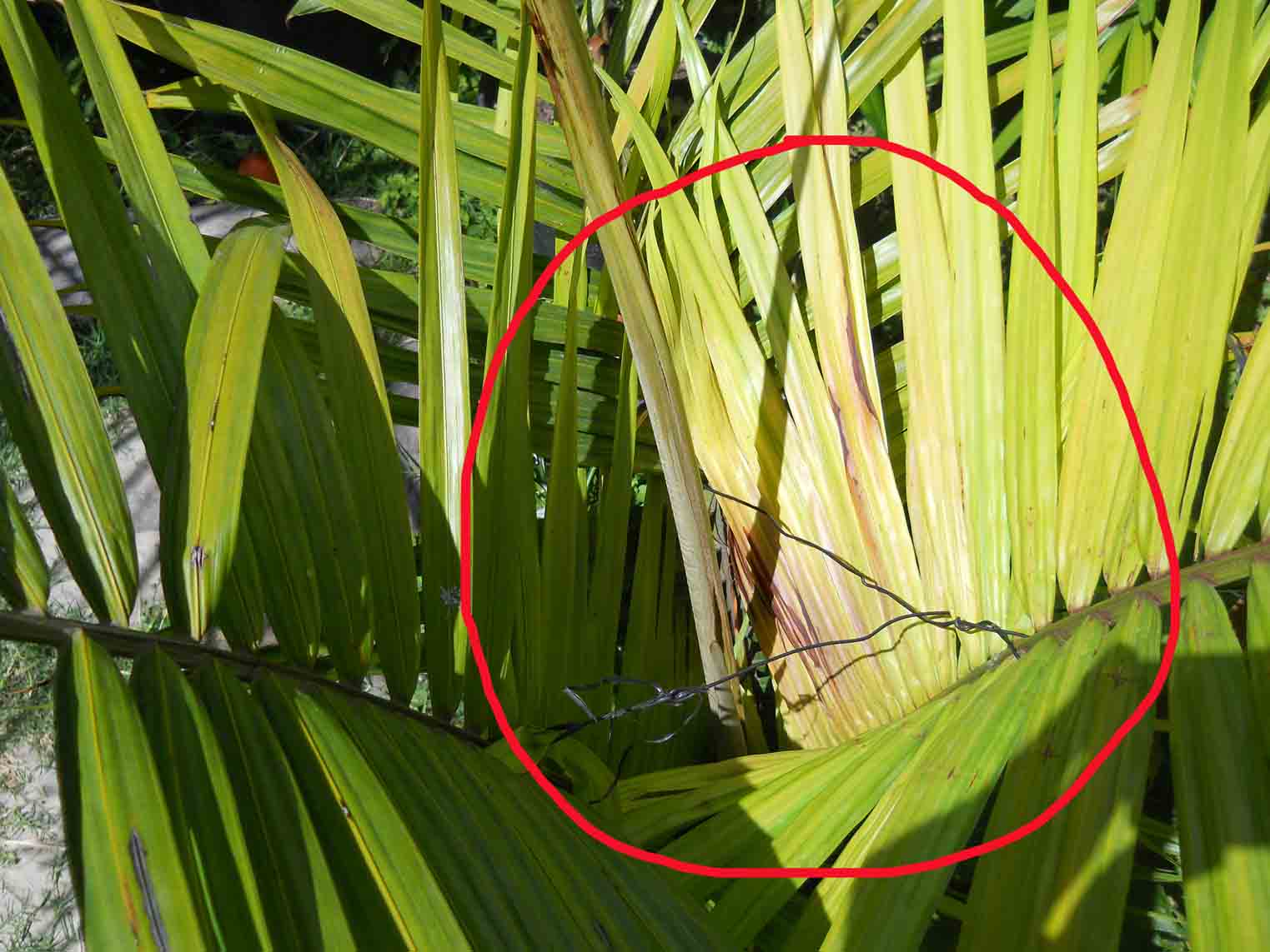 [Foto de planta, jardin, jardineria]